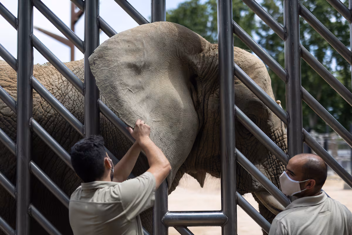 Muere Susi, la elefanta del Zoo de Barcelona cuya soledad propulsó las corrientes animalistas Alfonso L. Congostrina
