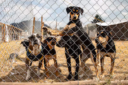 Se buscan 858 perros realojados por el Gobierno de Ciudad de México Se buscan 858 perros realojados por el Gobierno de Ciudad de México