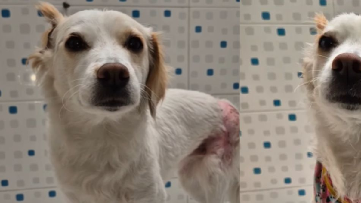 Perrita fue adoptada por la médico veterinaria que le salvó la vida: fue hallada quemada debajo de un carro Perrita fue adoptada por la médico veterinaria que le salvó la vida: fue hallada quemada debajo de un carro