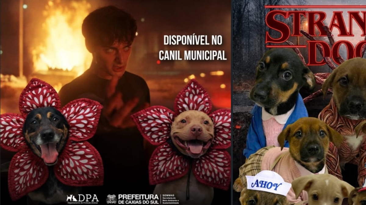 Perritos se convirtieron en personajes de ‘Stranger Things’ para ser adoptados Perritos se convirtieron en personajes de ‘Stranger Things’ para ser adoptados