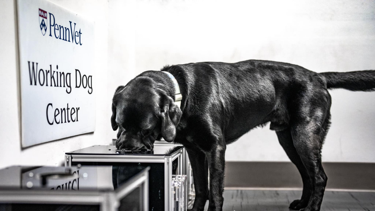 Perros capaces de oler el cáncer: un hallazgo abre esperanza contra uno de los tumores más mortales en canes Perros capaces de oler el cáncer: un hallazgo abre esperanza contra uno de los tumores más mortales en canes