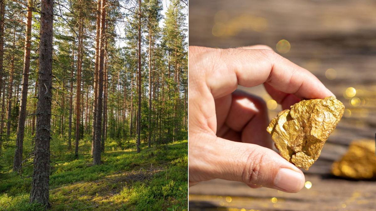 Por qué algunos árboles de Finlandia tienen oro en su interior: la explicación científica detrás del fenómeno Por qué algunos árboles de Finlandia tienen oro en su interior: la explicación científica detrás del fenómeno