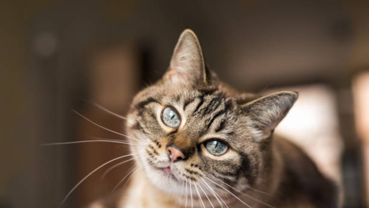 Por qué los gatos se frotan contra las personas: qué significa y cuándo es una señal de alerta Por qué los gatos se frotan contra las personas: qué significa y cuándo es una señal de alerta