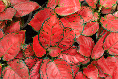 Aglaonema: así es la planta de interior que resiste a cualquier desmán de su cuidador Aglaonema: así es la planta de interior que resiste a cualquier desmán de su cuidador