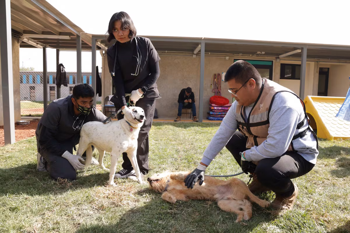 Se buscan 858 perros realojados por el Gobierno de Ciudad de México EL PAÍS
