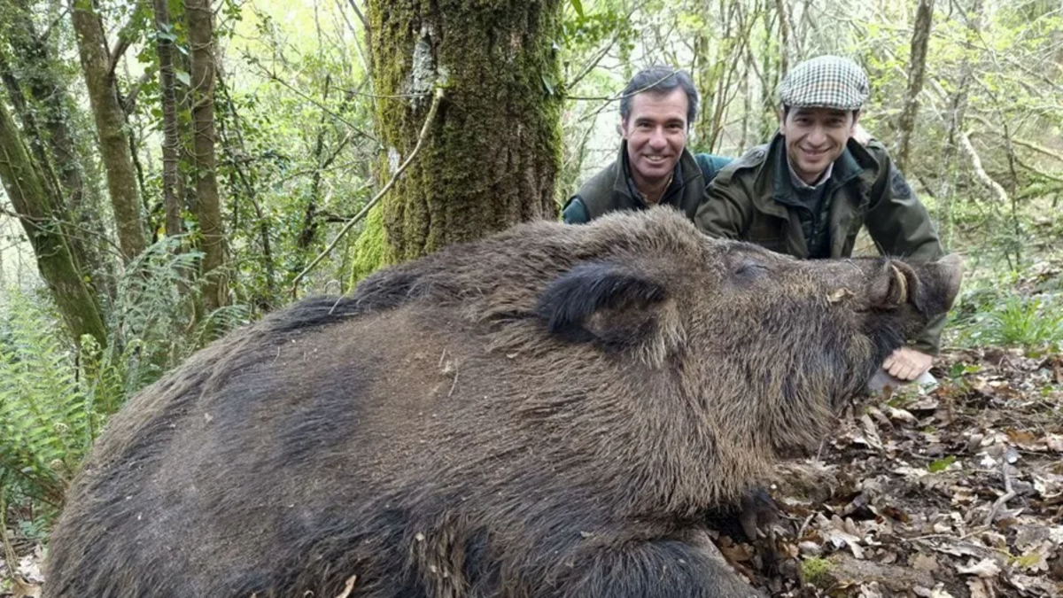 Sorpresa en España por la aparición de 'Superjabalíes' de hasta 200 kilos: 'unos monstruos' Sorpresa en España por la aparición de 'Superjabalíes' de hasta 200 kilos: 'unos monstruos'