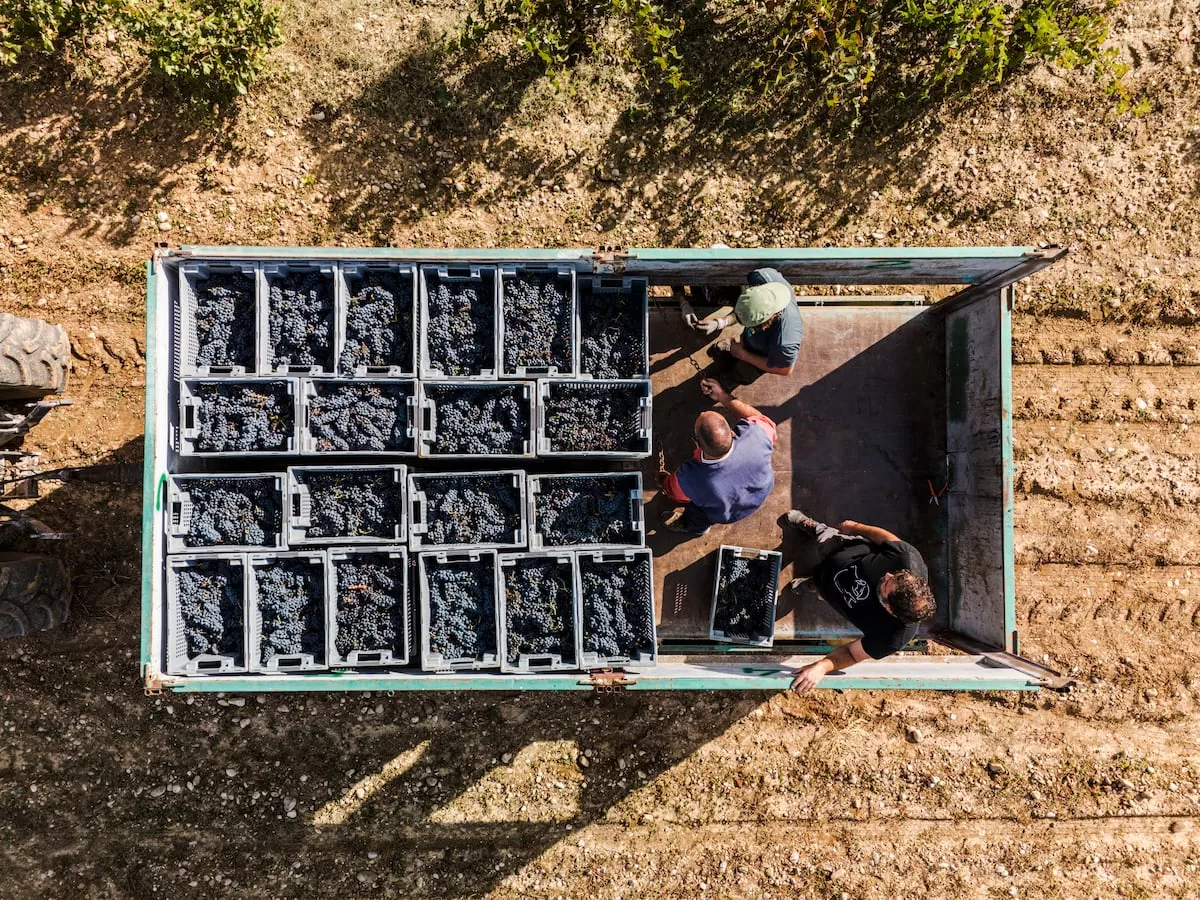 Tres grandes vinos de la agridulce cosecha de 2025 EL PAÍS