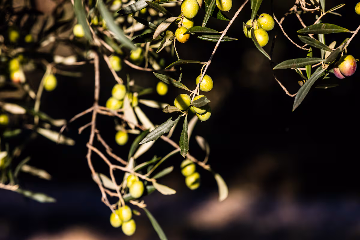 Un año bueno, un año malo: la vecería afecta a las cosechas de aguacates, manzanas y olivos EL PAÍS