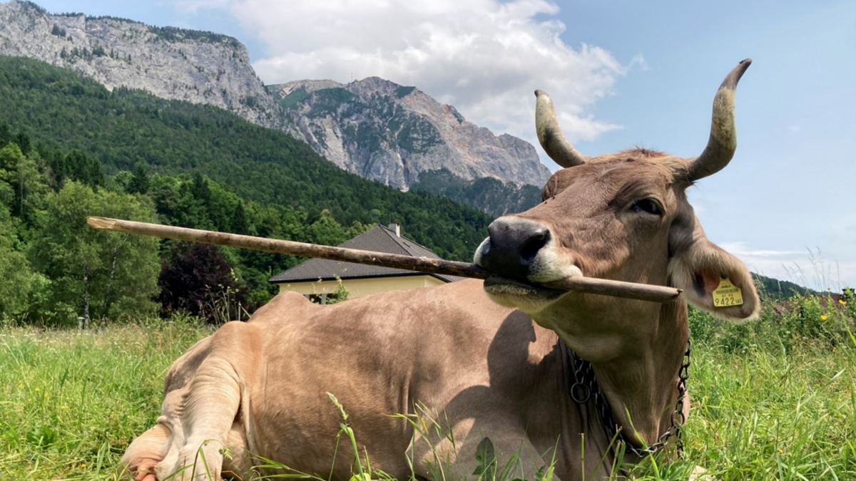 Una vaca sorprende a la ciencia: el primer caso documentado de uso inteligente de herramientas en ganado bovino Una vaca sorprende a la ciencia: el primer caso documentado de uso inteligente de herramientas en ganado bovino