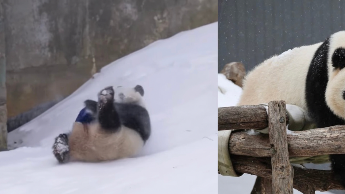 Video | Los pandas que juegan en plena tormenta de nieve y causan sensación en redes en EE.UU. Video | Los pandas que juegan en plena tormenta de nieve y causan sensación en redes en EE.UU.