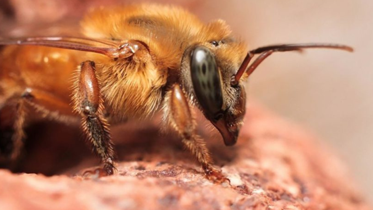 ¡Hito ambiental! Las abejas sin aguijón se convierten en los primeros insectos del mundo en obtener derechos legales ¡Hito ambiental! Las abejas sin aguijón se convierten en los primeros insectos del mundo en obtener derechos legales