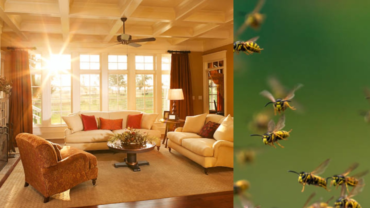 ¿Aparecen abejas rondando su casa? Según el Feng Shui, esto es muy bueno y tiene un significado importante ¿Aparecen abejas rondando su casa? Según el Feng Shui, esto es muy bueno y tiene un significado importante