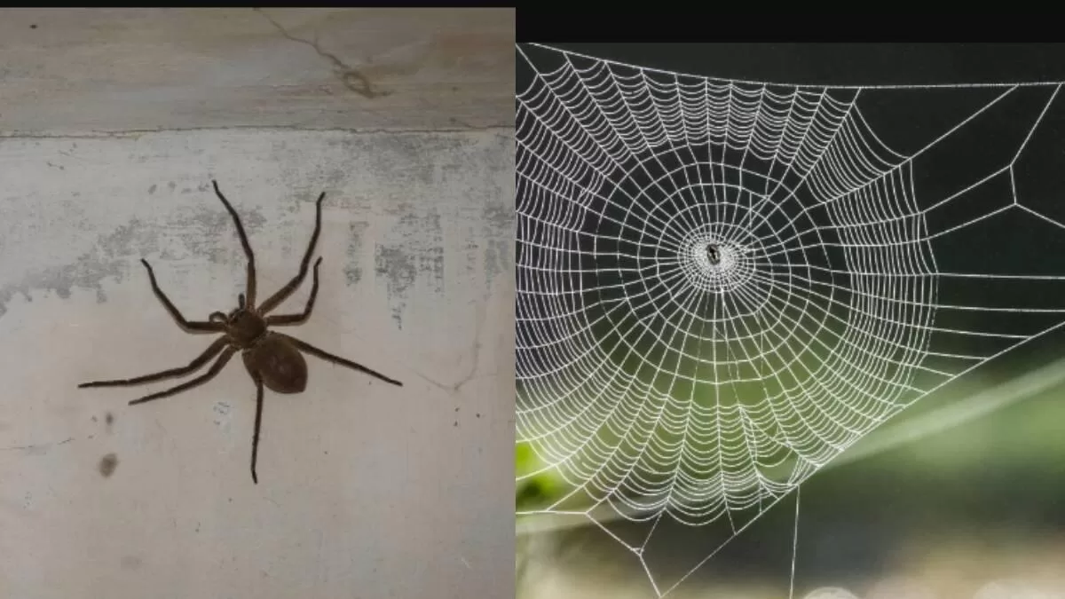 ¿Cómo eliminar las arañas de manera natural en el hogar? ¿Cómo eliminar las arañas de manera natural en el hogar?