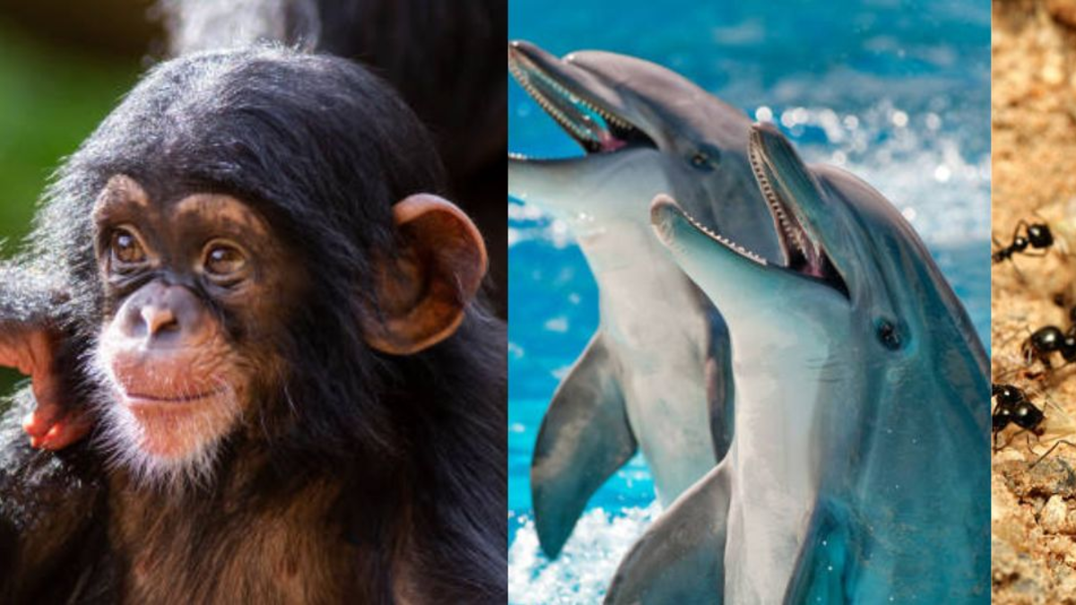 ¿Cuáles son los animales más inteligentes del mundo? ¿Cuáles son los animales más inteligentes del mundo?