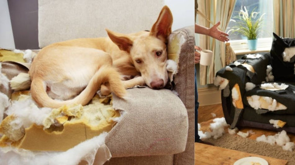 ¿Qué significa que los perros rompan los muebles? Esto dice adiestrador ¿Qué significa que los perros rompan los muebles? Esto dice adiestrador